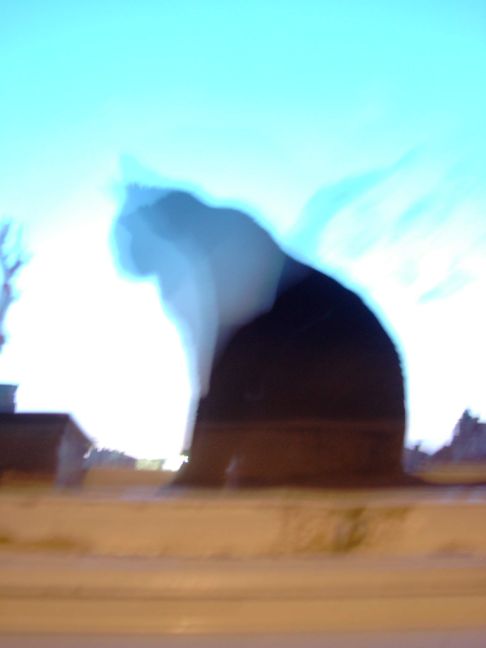 Picture of a cat / kitten / feline