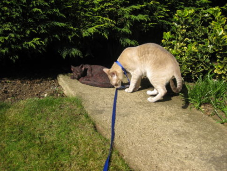 Picture of a cat / kitten / feline