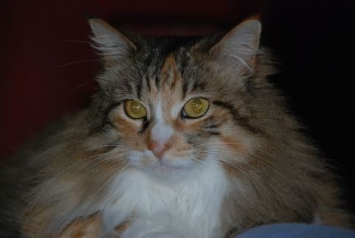 Picture of a cat / kitten / feline
