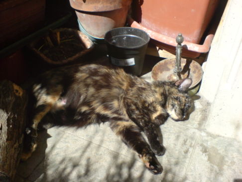 Picture of a cat / kitten / feline