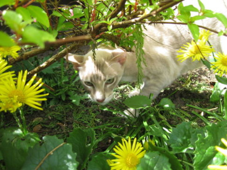 Picture of a cat / kitten / feline