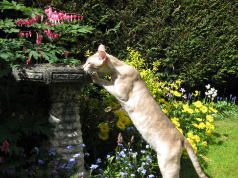 Picture of a cat / kitten / feline