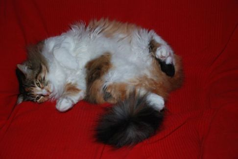 Picture of a cat / kitten / feline