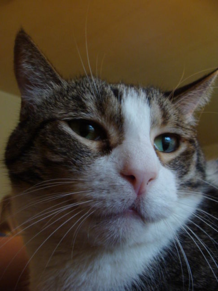 Picture of a cat / kitten / feline