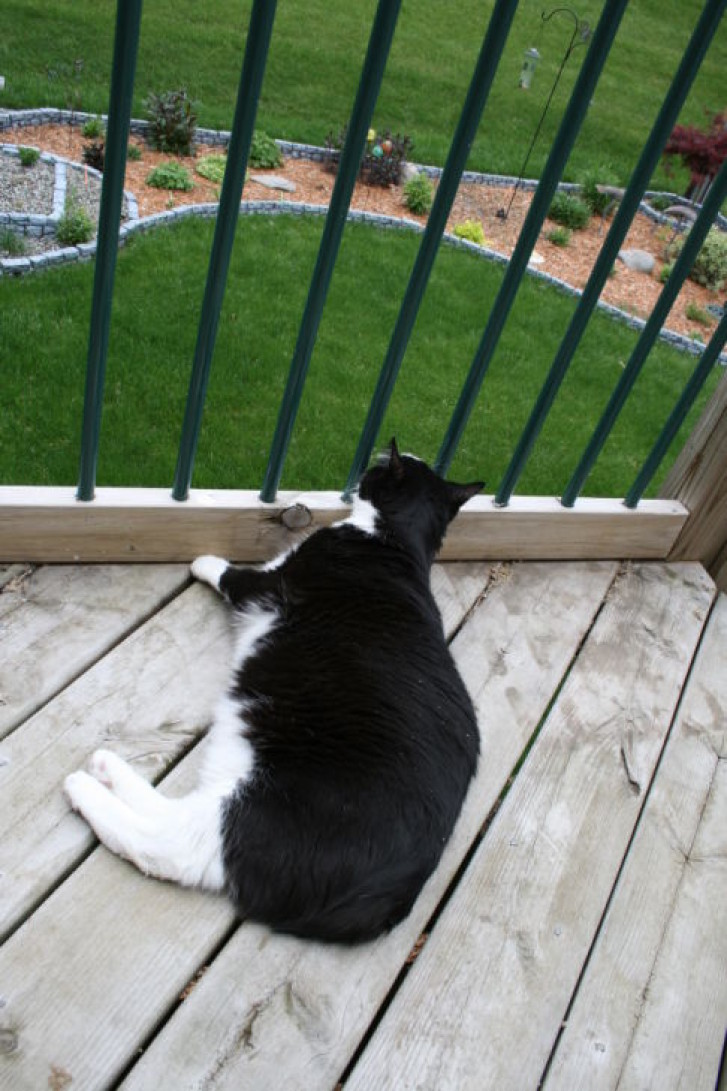 Picture of a cat / kitten / feline