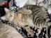 View full size picture