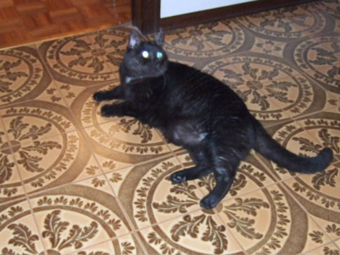 Picture of a cat / kitten / feline