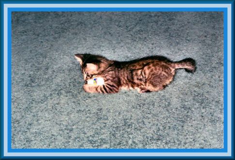 Picture of a cat / kitten / feline