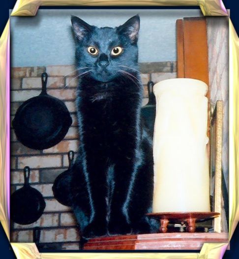 Picture of a cat / kitten / feline