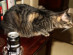 View full size picture