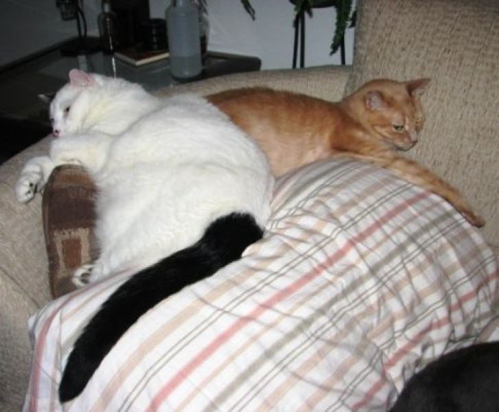 Picture of a cat / kitten / feline