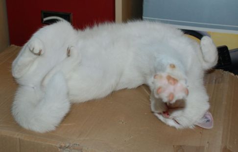 Picture of a cat / kitten / feline
