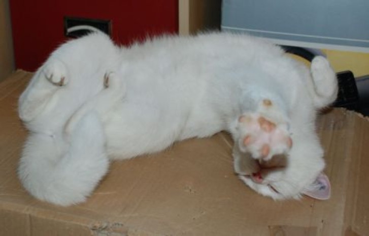 Picture of a cat / kitten / feline