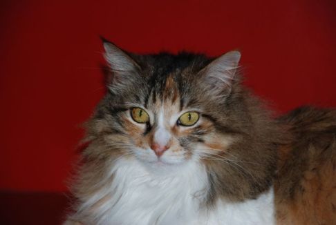 Picture of a cat / kitten / feline
