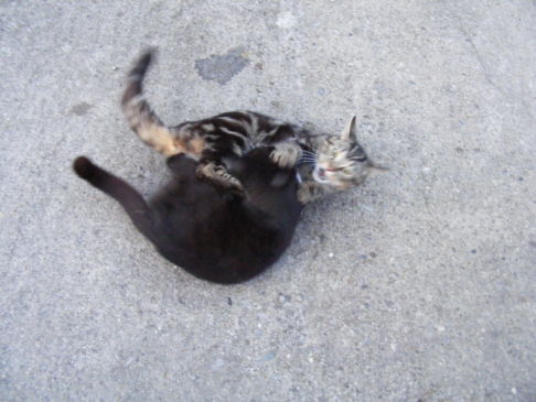 Picture of a cat / kitten / feline