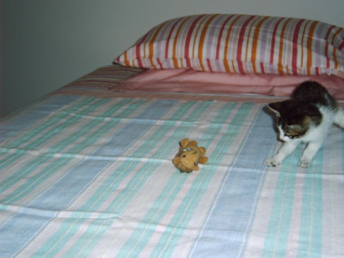 Picture of a cat / kitten / feline