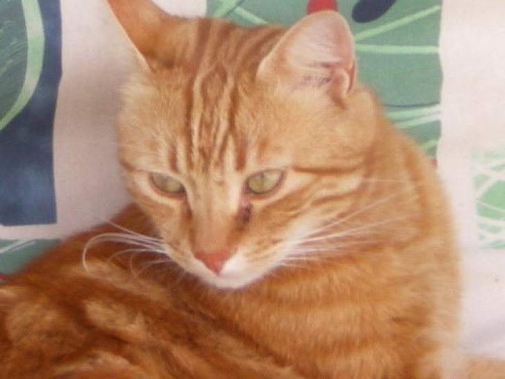 Picture of a cat / kitten / feline