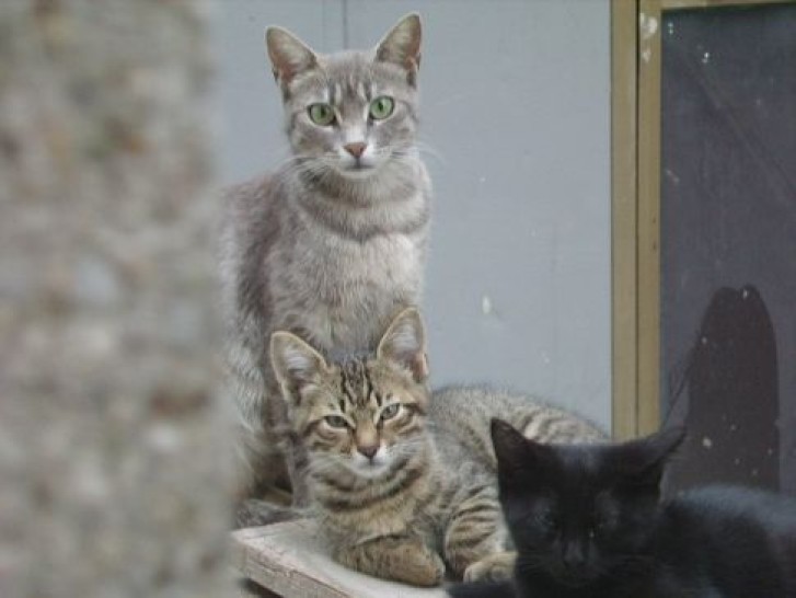 Picture of a cat / kitten / feline