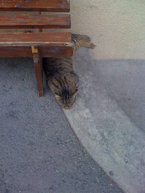Picture of a cat / kitten / feline