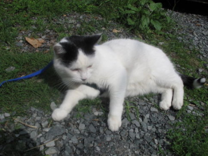 Picture of a cat / kitten / feline