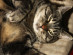 View full size picture