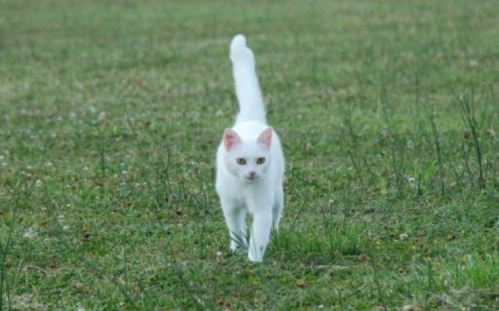 Picture of a cat / kitten / feline