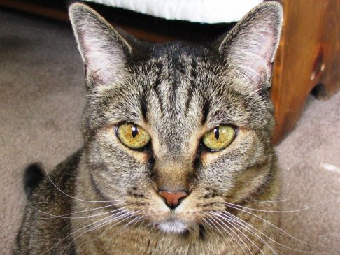 Picture of a cat / kitten / feline