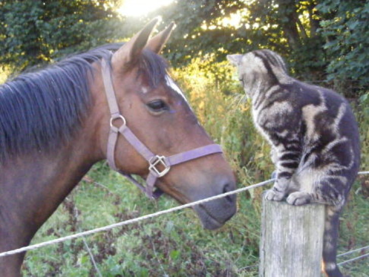 Picture of a cat / kitten / feline