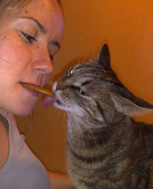Picture of a cat / kitten / feline