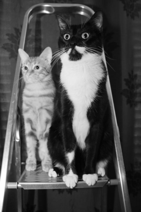 Picture of a cat / kitten / feline