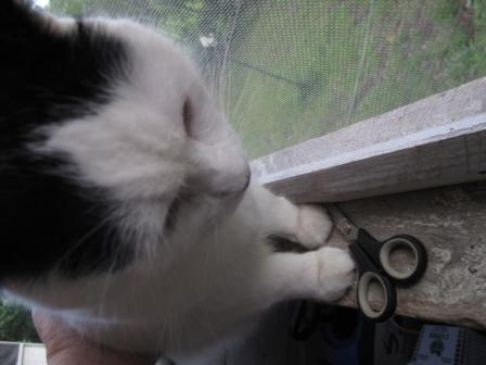 Picture of a cat / kitten / feline