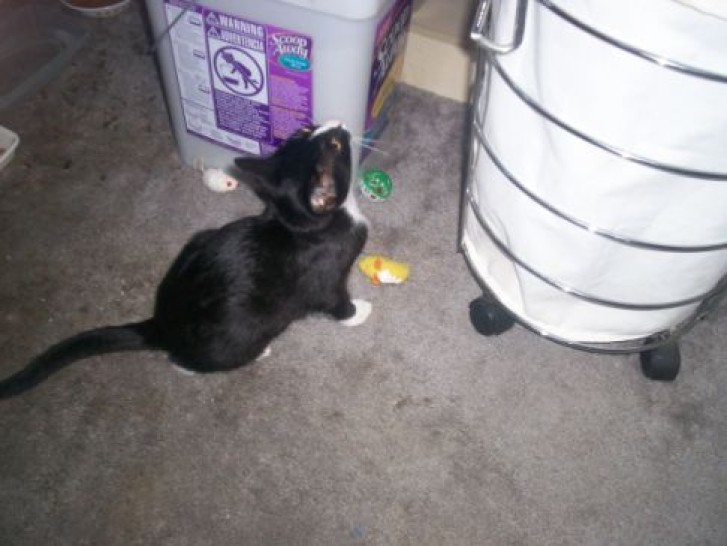 Picture of a cat / kitten / feline