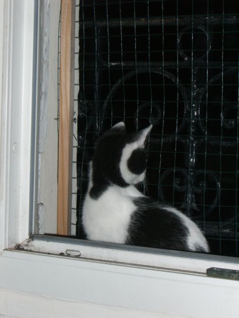 Picture of a cat / kitten / feline