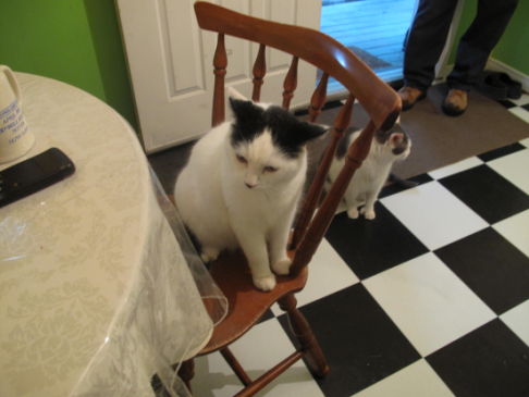 Picture of a cat / kitten / feline