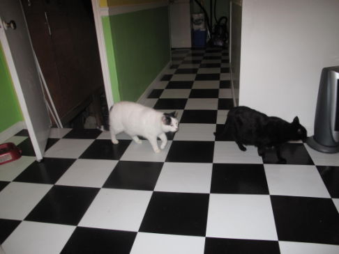 Picture of a cat / kitten / feline