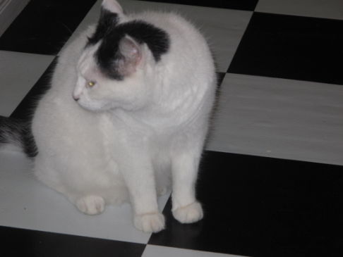 Picture of a cat / kitten / feline