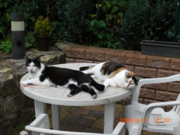 Picture of a cat / kitten / feline