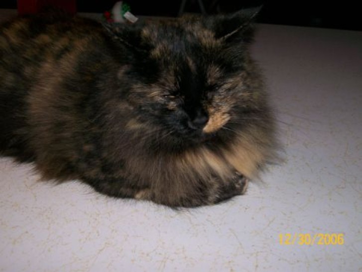 Picture of a cat / kitten / feline