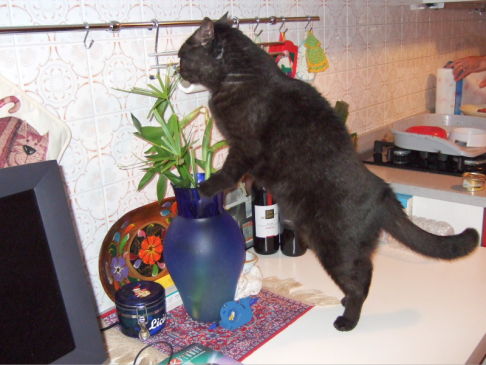 Picture of a cat / kitten / feline