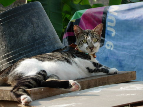 Picture of a cat / kitten / feline