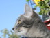 View full size picture
