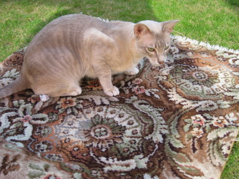 Picture of a cat / kitten / feline