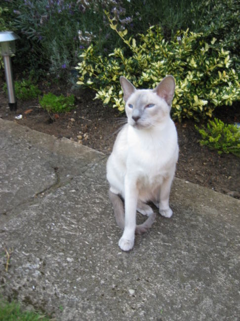 Picture of a cat / kitten / feline