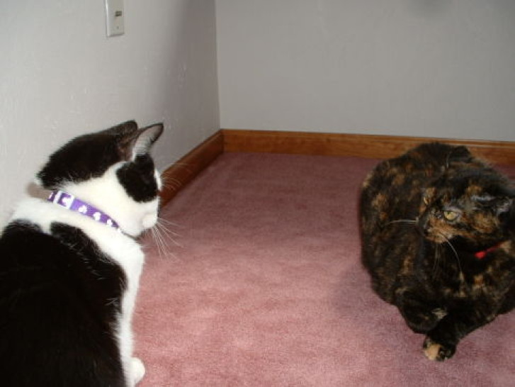 Picture of a cat / kitten / feline