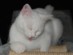 View full size picture