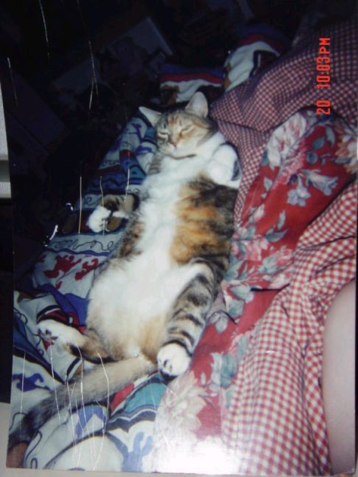 Picture of a cat / kitten / feline