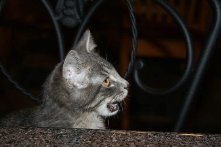 Picture of a cat / kitten / feline