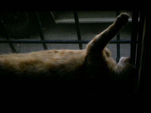 Picture of a cat / kitten / feline