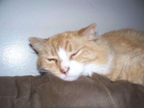 Picture of a cat / kitten / feline