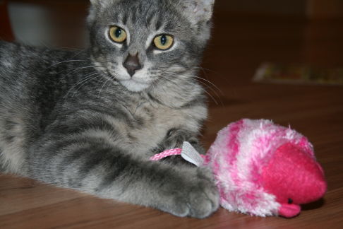 Picture of a cat / kitten / feline